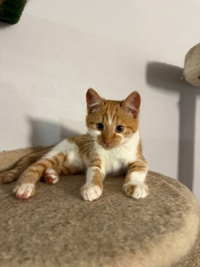 Руденьке кошеня хлопчик