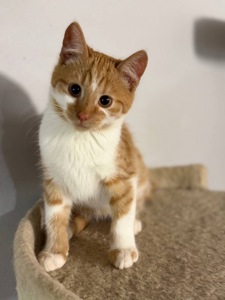 Руденьке кошеня хлопчик