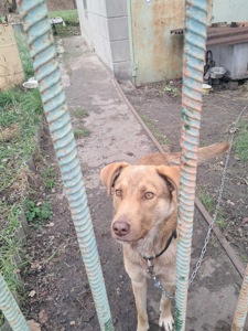 Чудовий хлопчик шукає люблячу родину