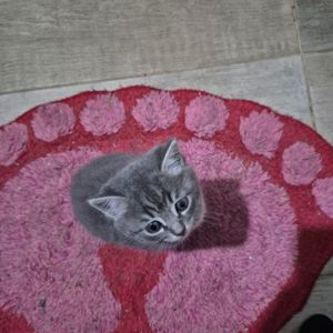 Метис