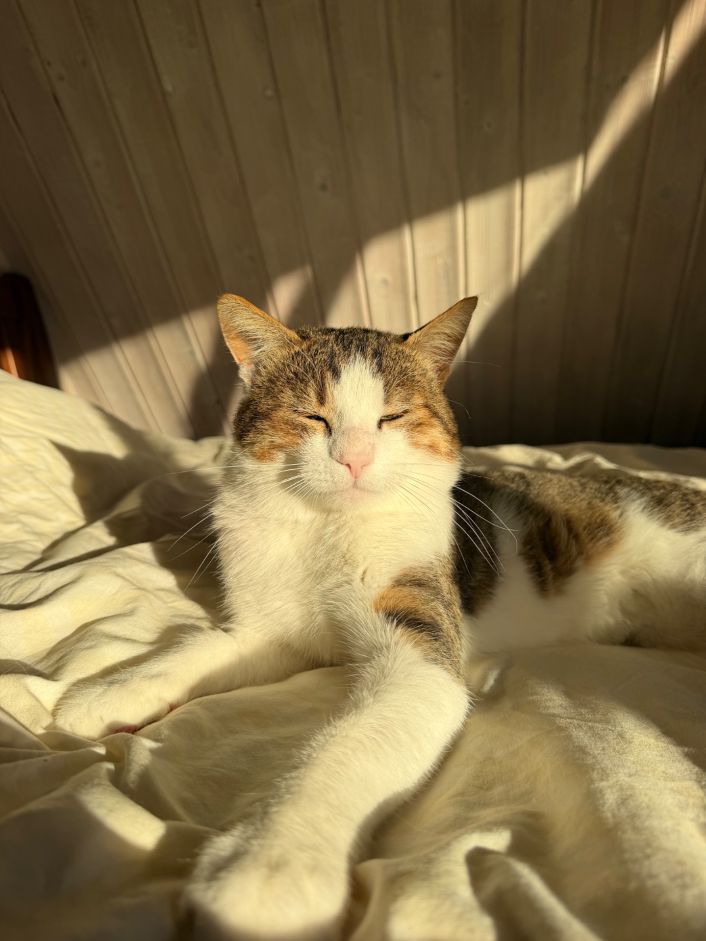 Шикарний кіт