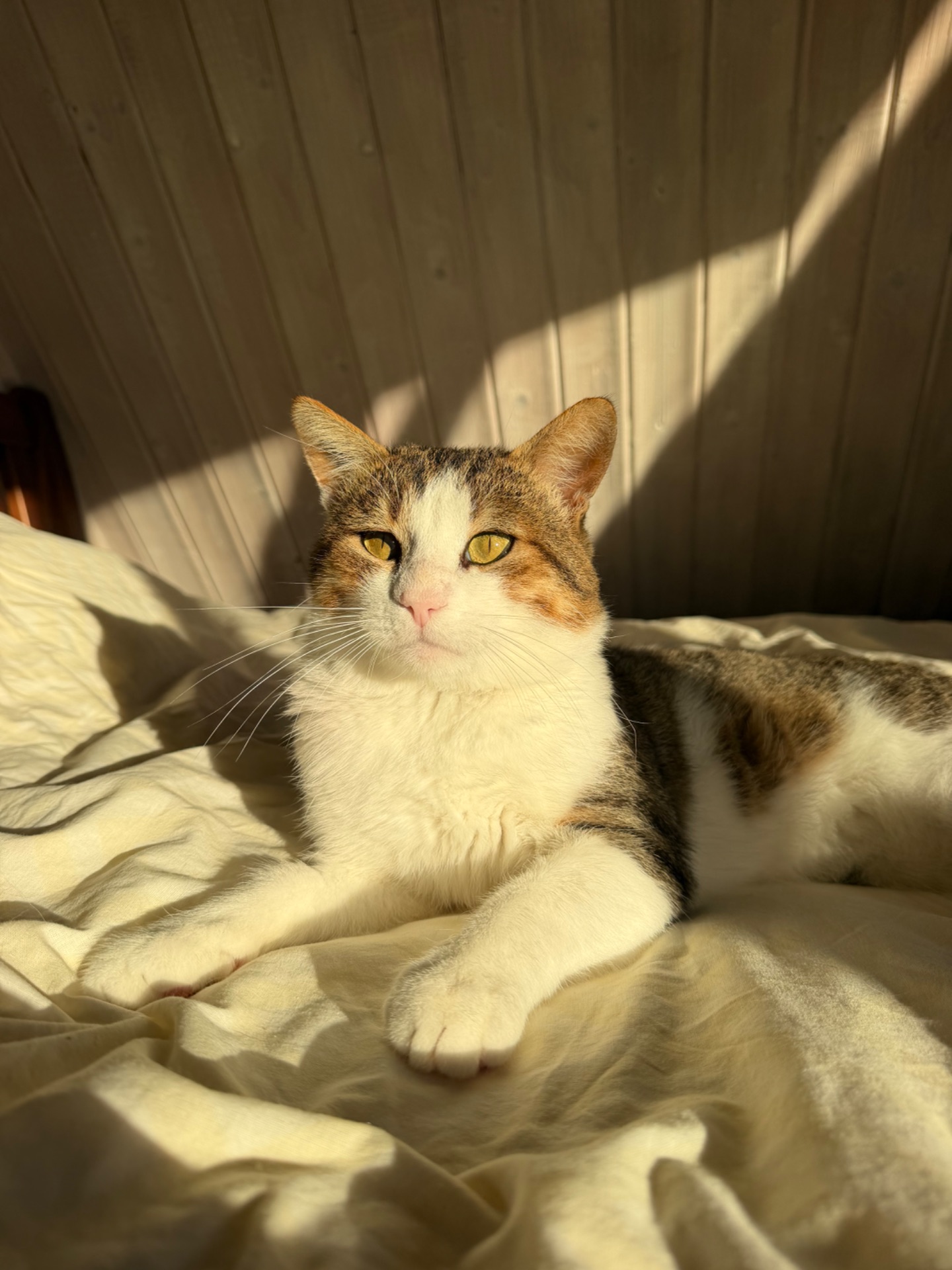 Шикарний кіт