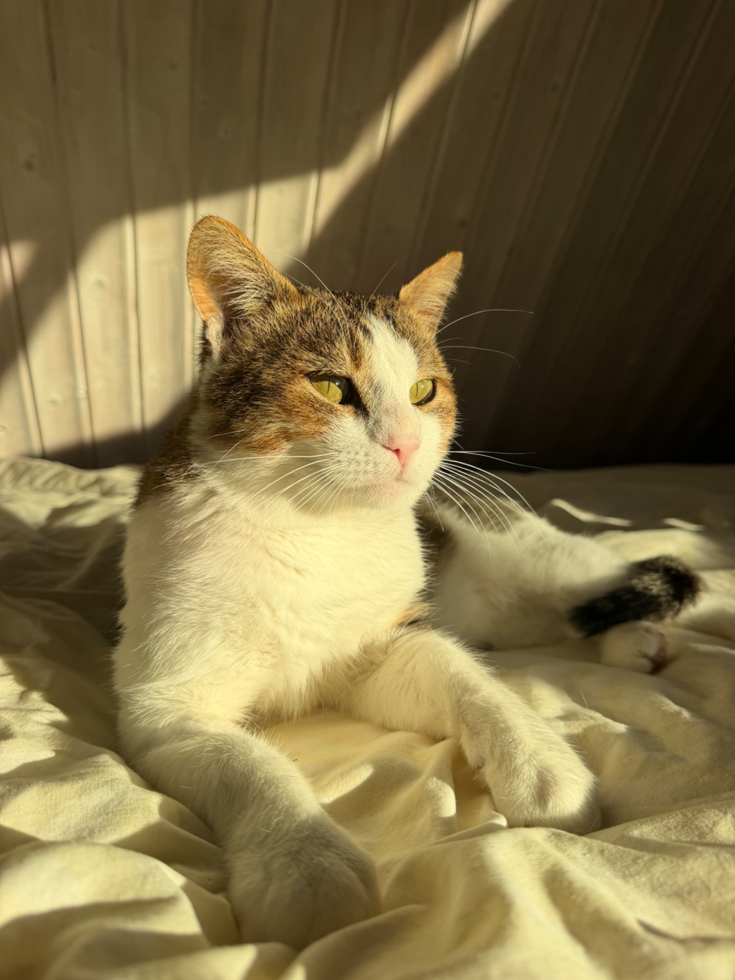 Шикарний кіт