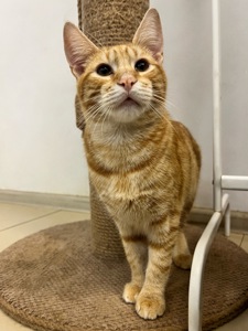 🧡 Санні — маленький рудий промінчик, який мріє про свій дім 🐾