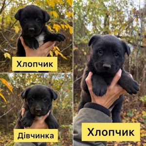 Шукаємо дім терміново Хлопчики та Дівчатка