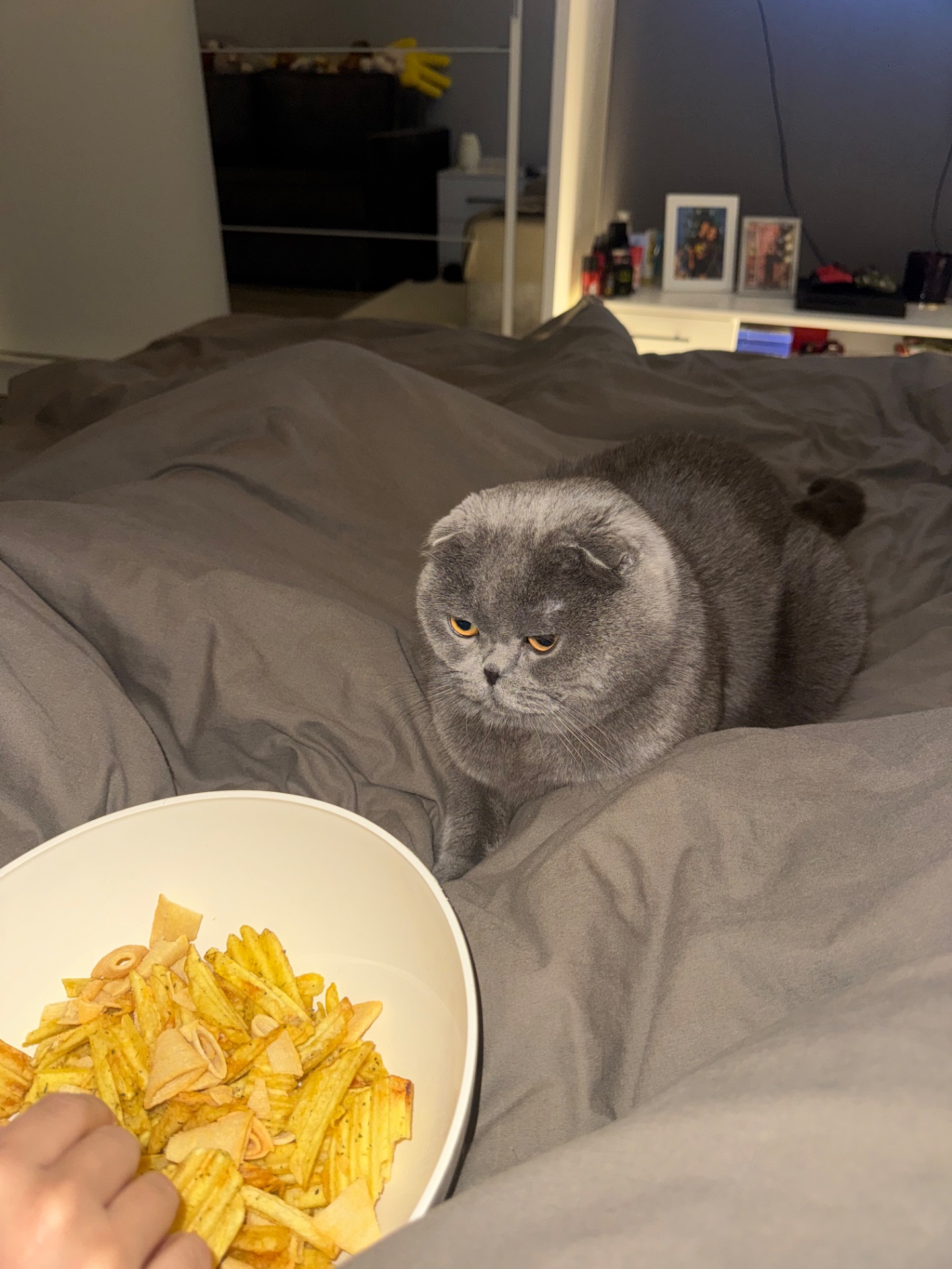 Дуже милий котик