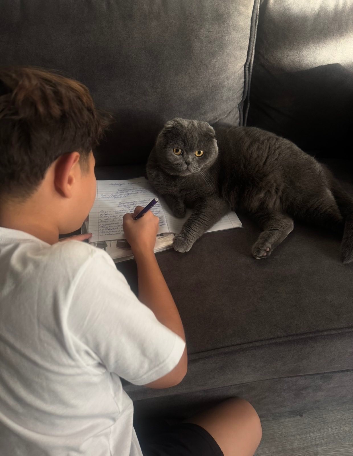 Дуже милий котик