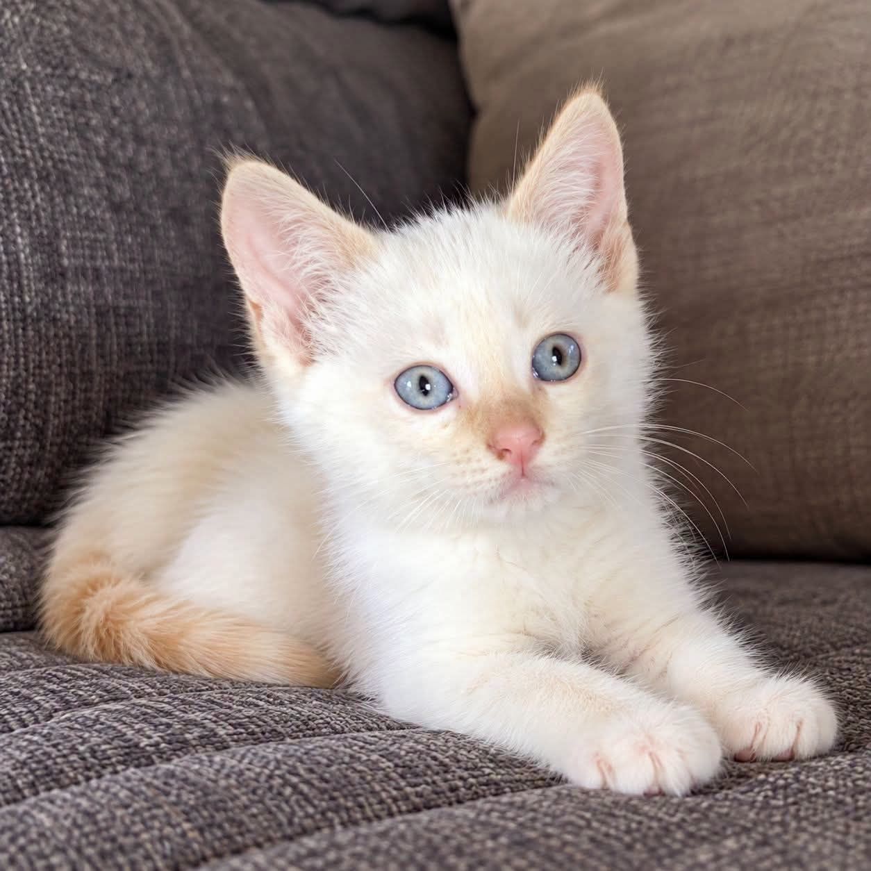 Шукаємо дім для котика