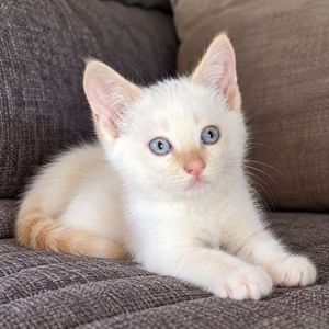 Шукаємо дім для котика