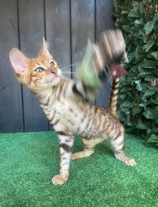 Тойгер, 7 місяців