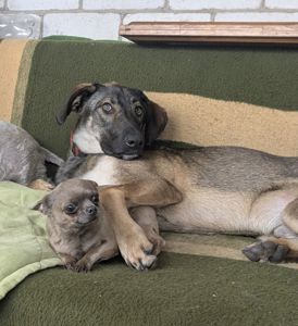 Молодий пес великого розмiру