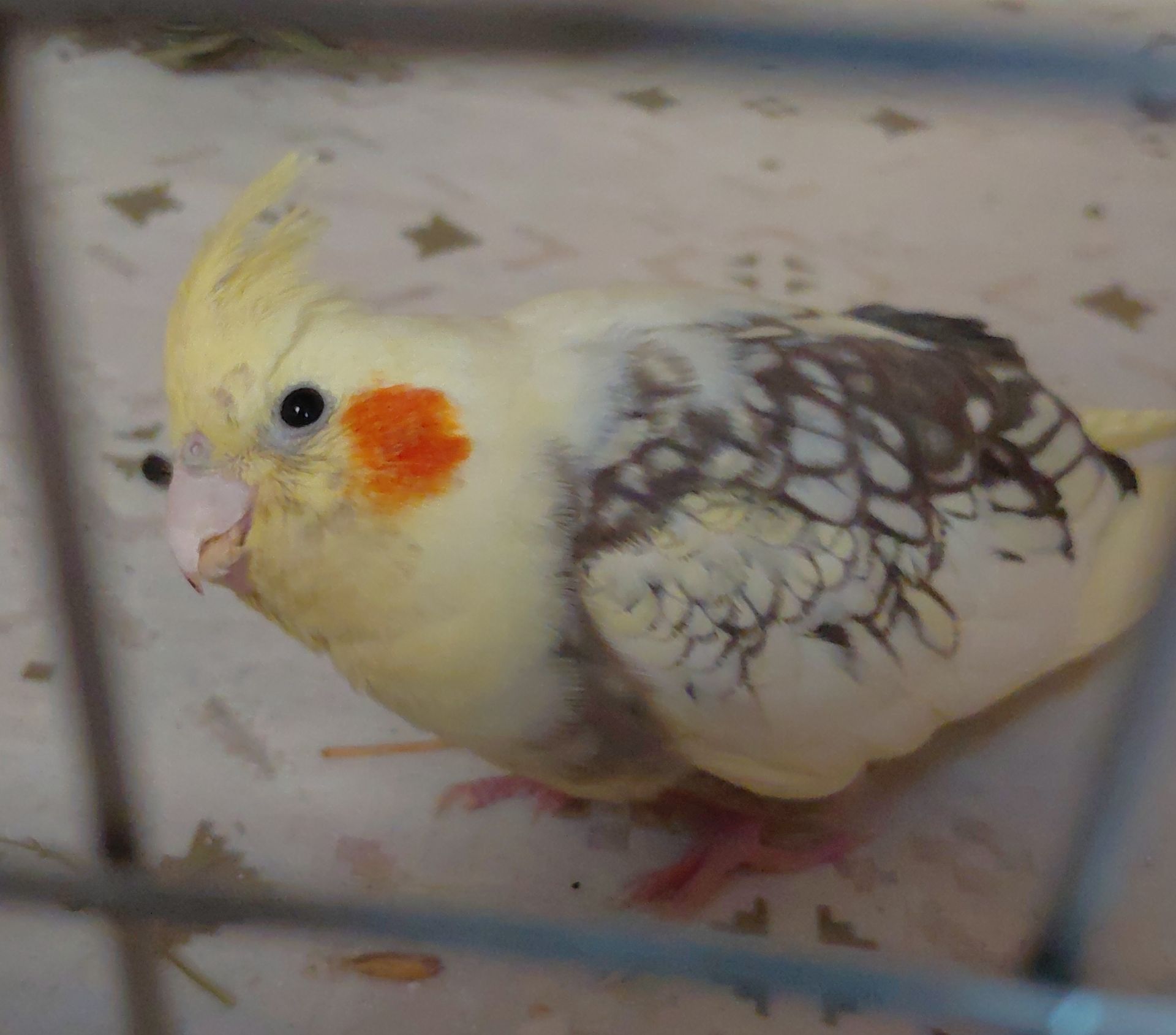 Викормиш корели/німфи