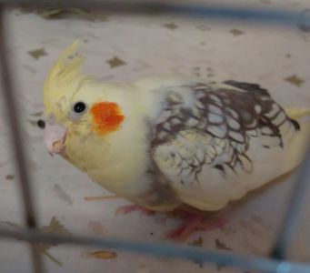 Викормиш корели/німфи