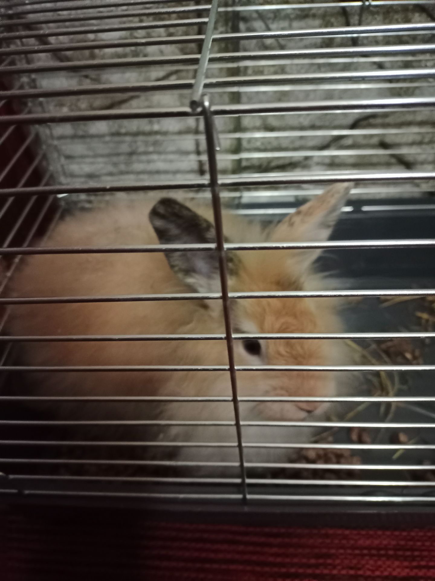 Декоративний кролик