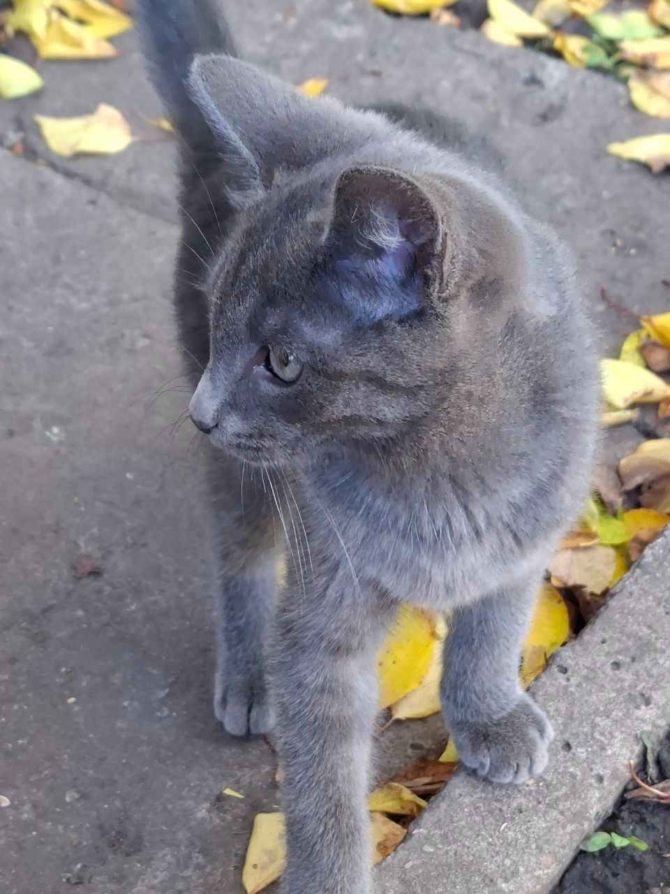Отдаю котёнка