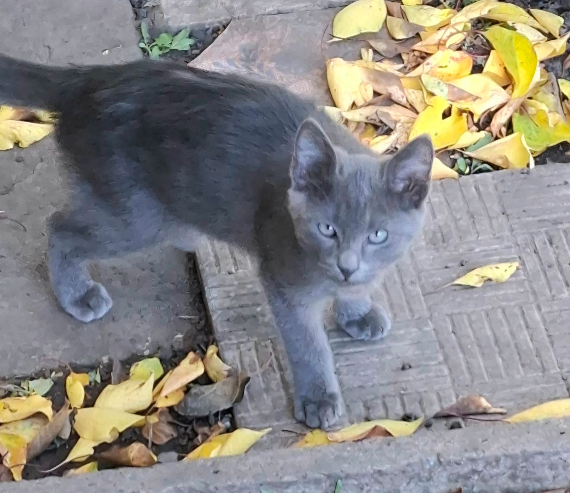 Отдаю котёнка