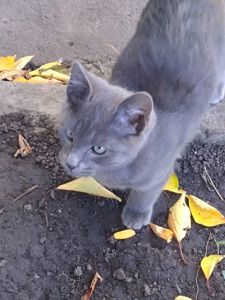 Отдаю котёнка