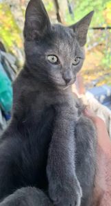 Отдаю котёнка