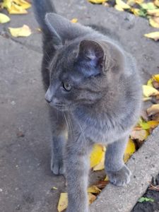 Отдаю котёнка