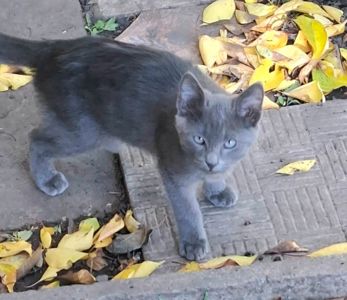 Отдаю котёнка