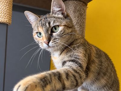 Фанті