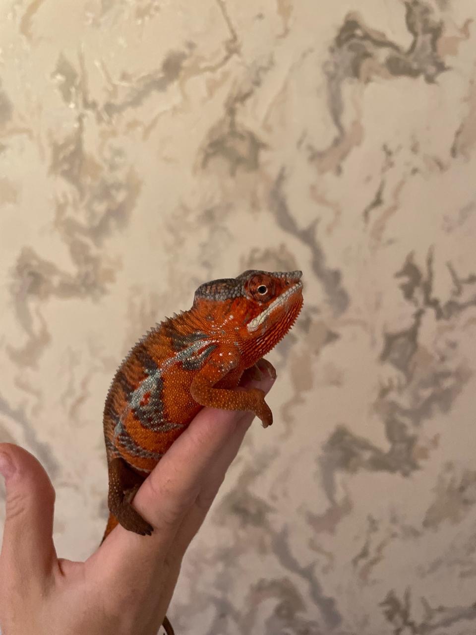 Пантеровий хамелеон. Furcifer pardalis ambilobe пара