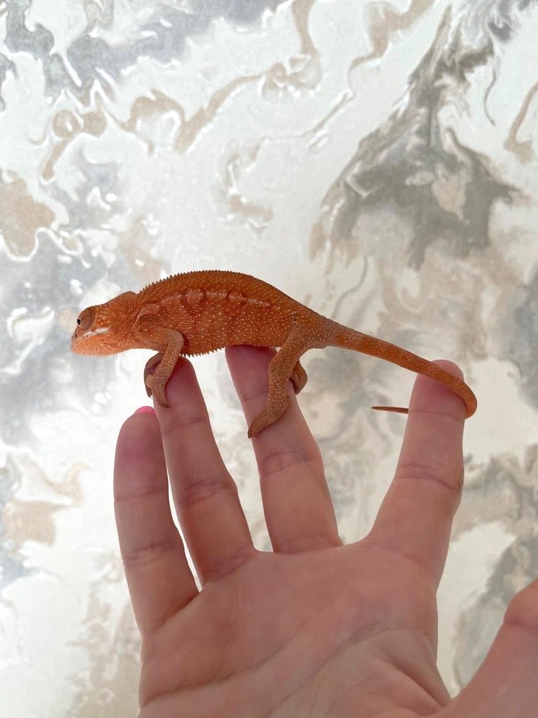 Пантеровий хамелеон. Furcifer pardalis ambilobe пара