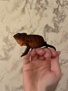 Пантеровий хамелеон. Furcifer pardalis ambilobe пара