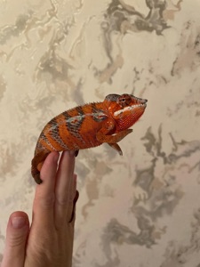 Пантеровий хамелеон. Furcifer pardalis ambilobe пара