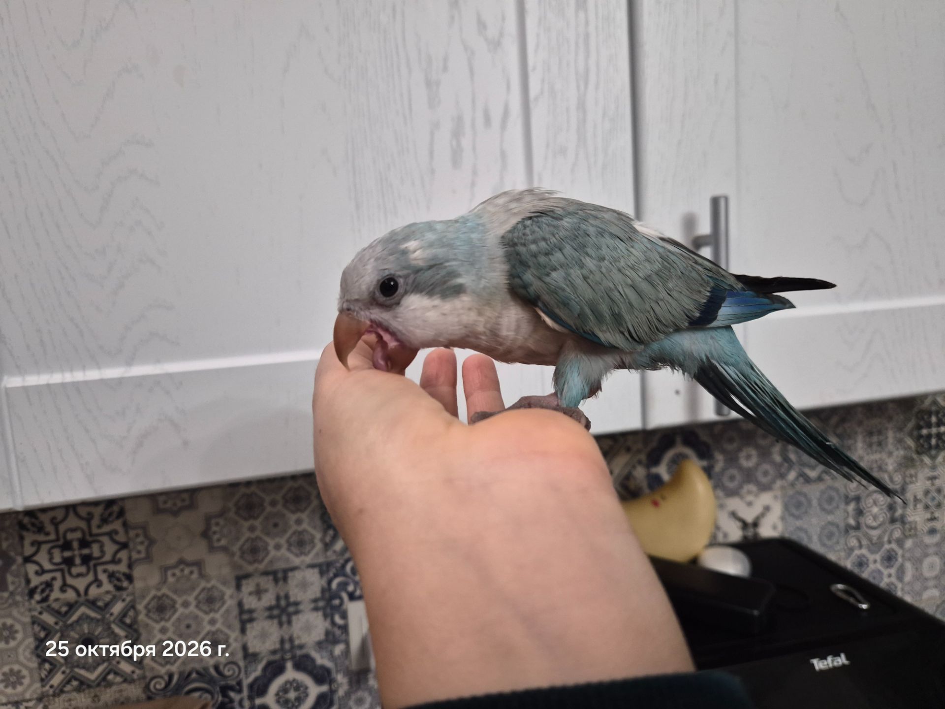 Квакер птенчик супер ручной