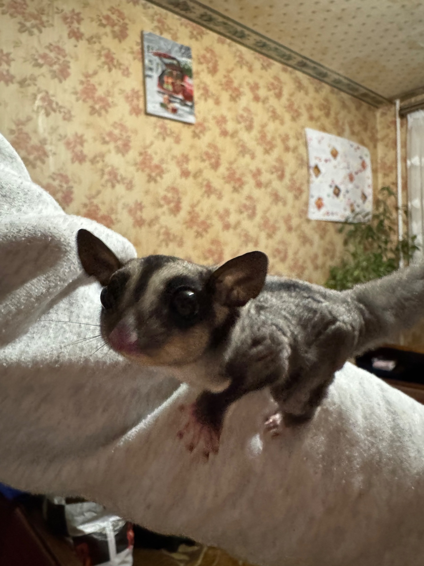Продам Білку-Летягу