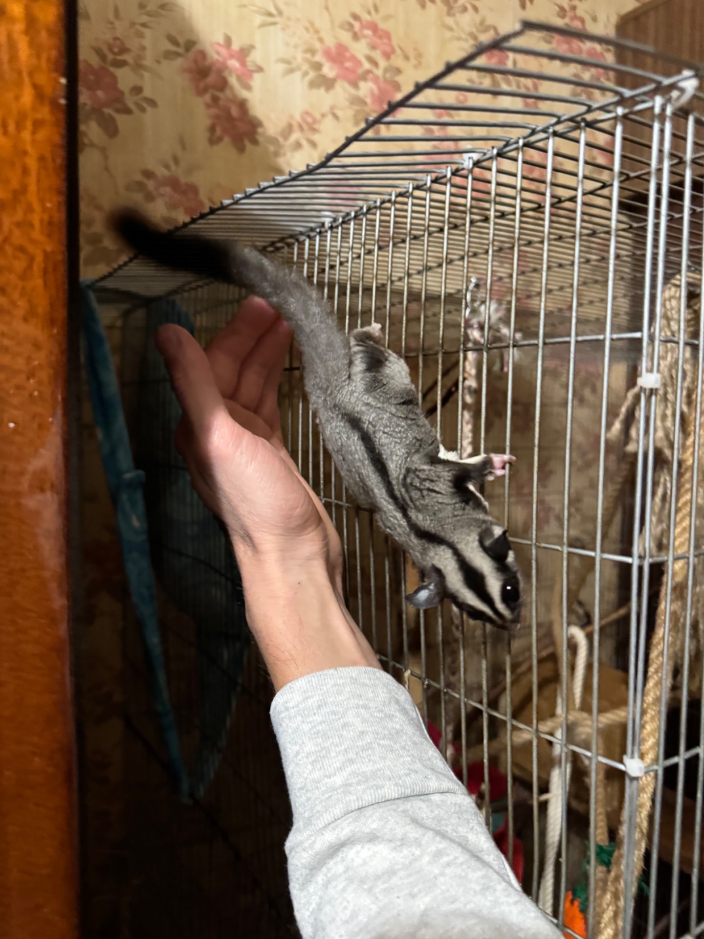 Продам Білку-Летягу