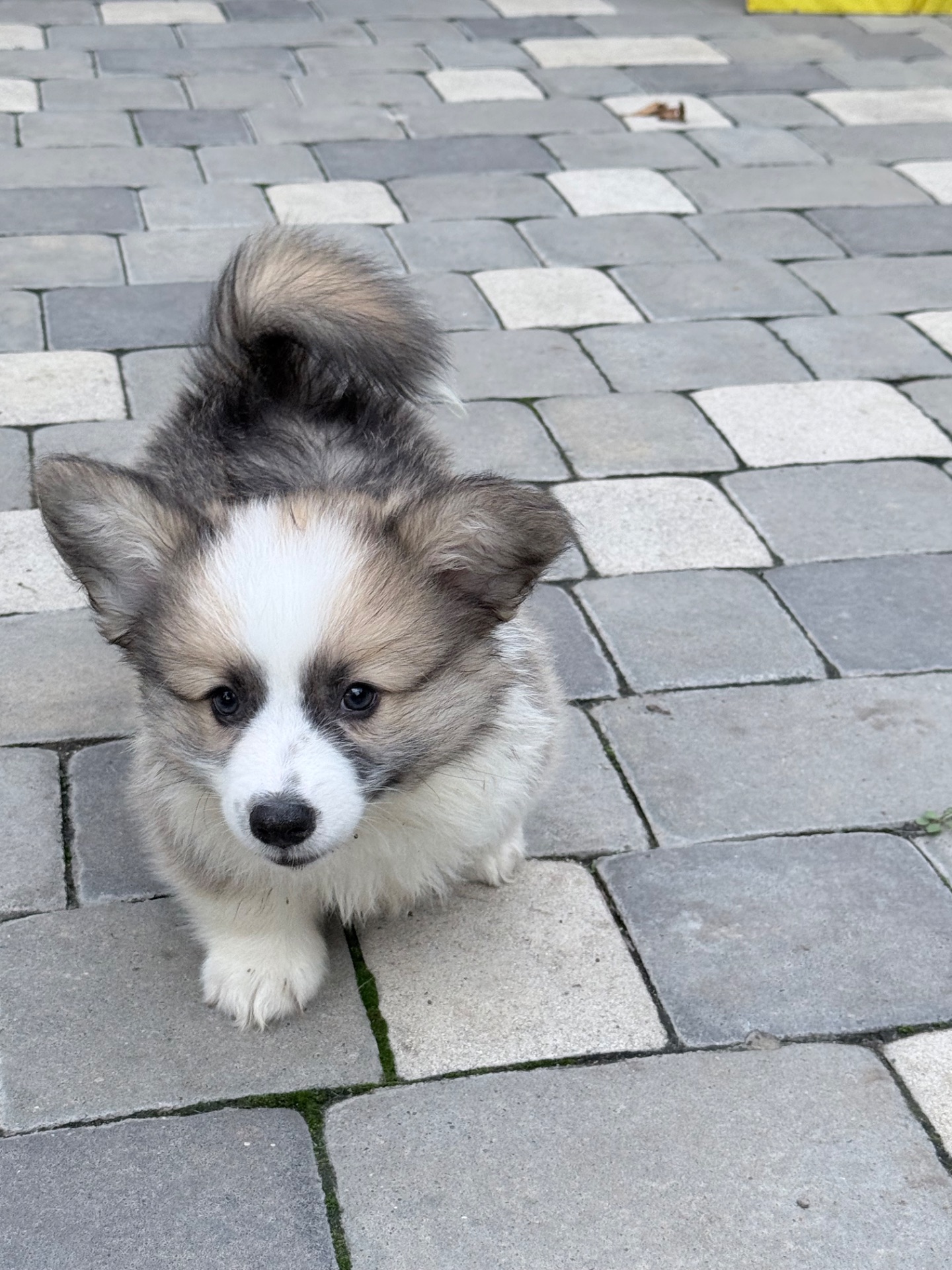 Pembroke Welsh Corgi Puppies