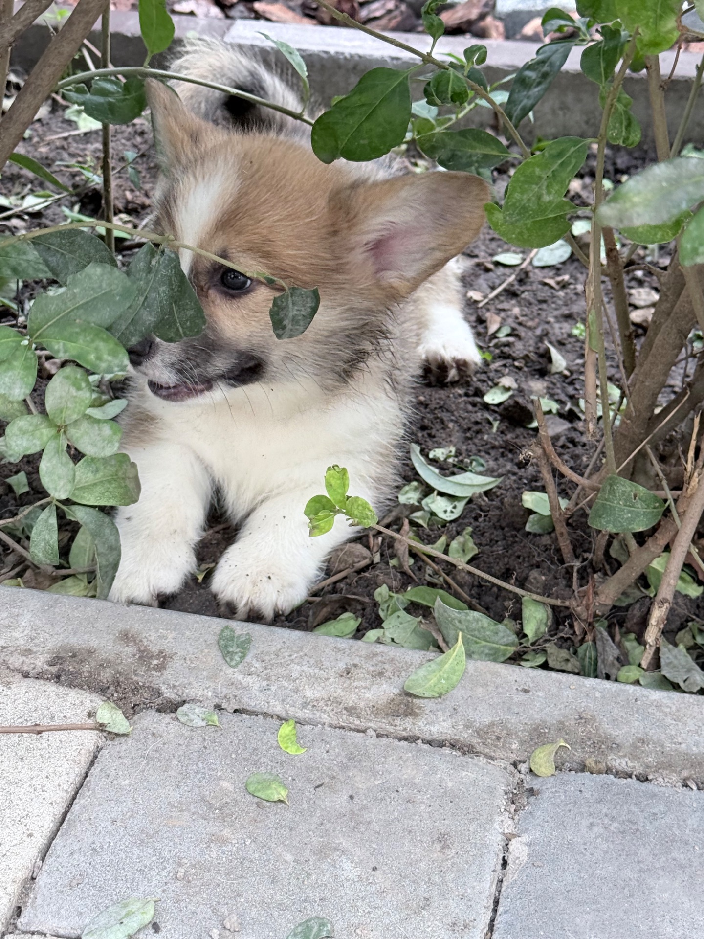 Pembroke Welsh Corgi Puppies