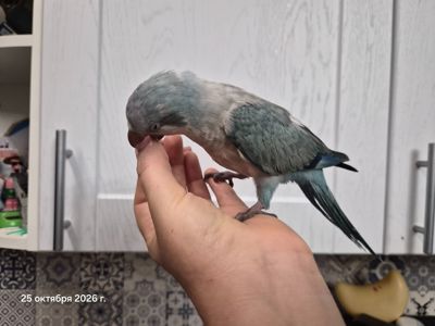 Квакер птенчик супер ручной