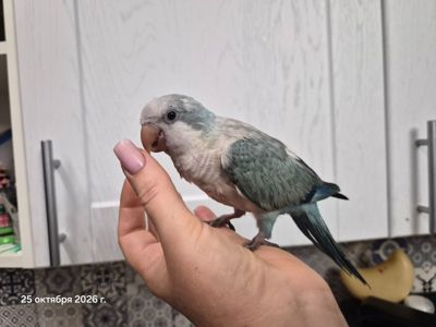 Квакер птенчик супер ручной