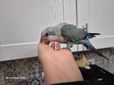 Квакер птенчик супер ручной