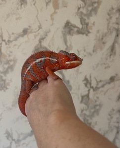 Пантеровий хамелеон. Furcifer pardalis ambilobe пара