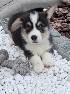 Pembroke Welsh Corgi Puppies