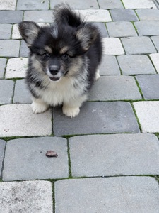 Pembroke Welsh Corgi Puppies