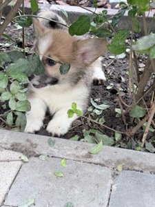 Pembroke Welsh Corgi Puppies