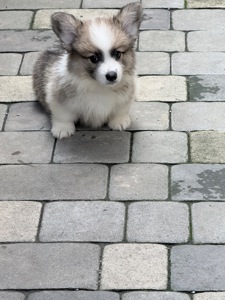 Pembroke Welsh Corgi Puppies