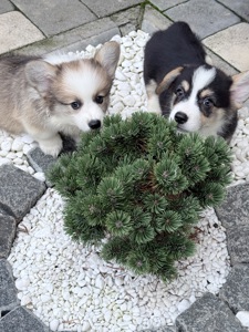 Pembroke Welsh Corgi Puppies