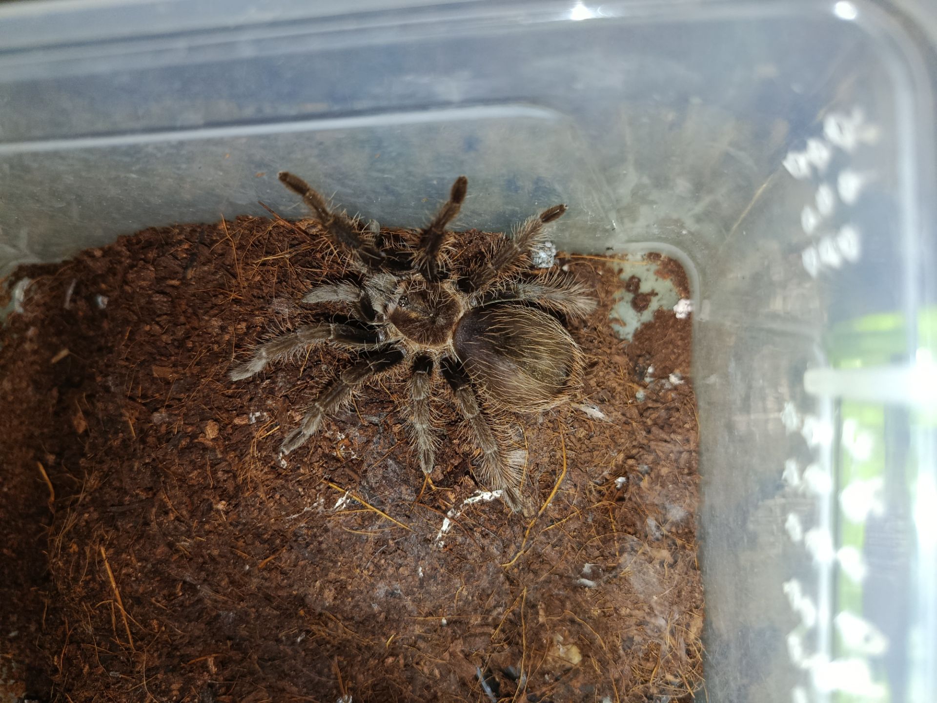 Павук птахоїд Tliltocatl albopilosus самець