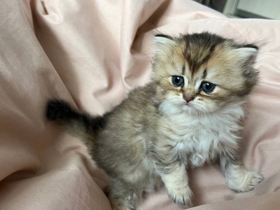 Британська шиншила