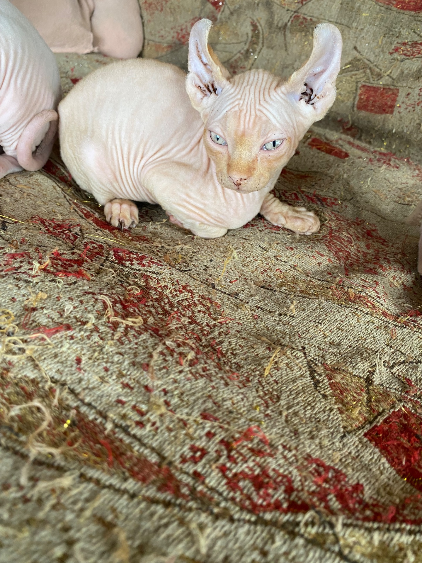 🧡 Продаётся редкий рыженький котик! 🧡 Продаётся редкий рыженький котик!
