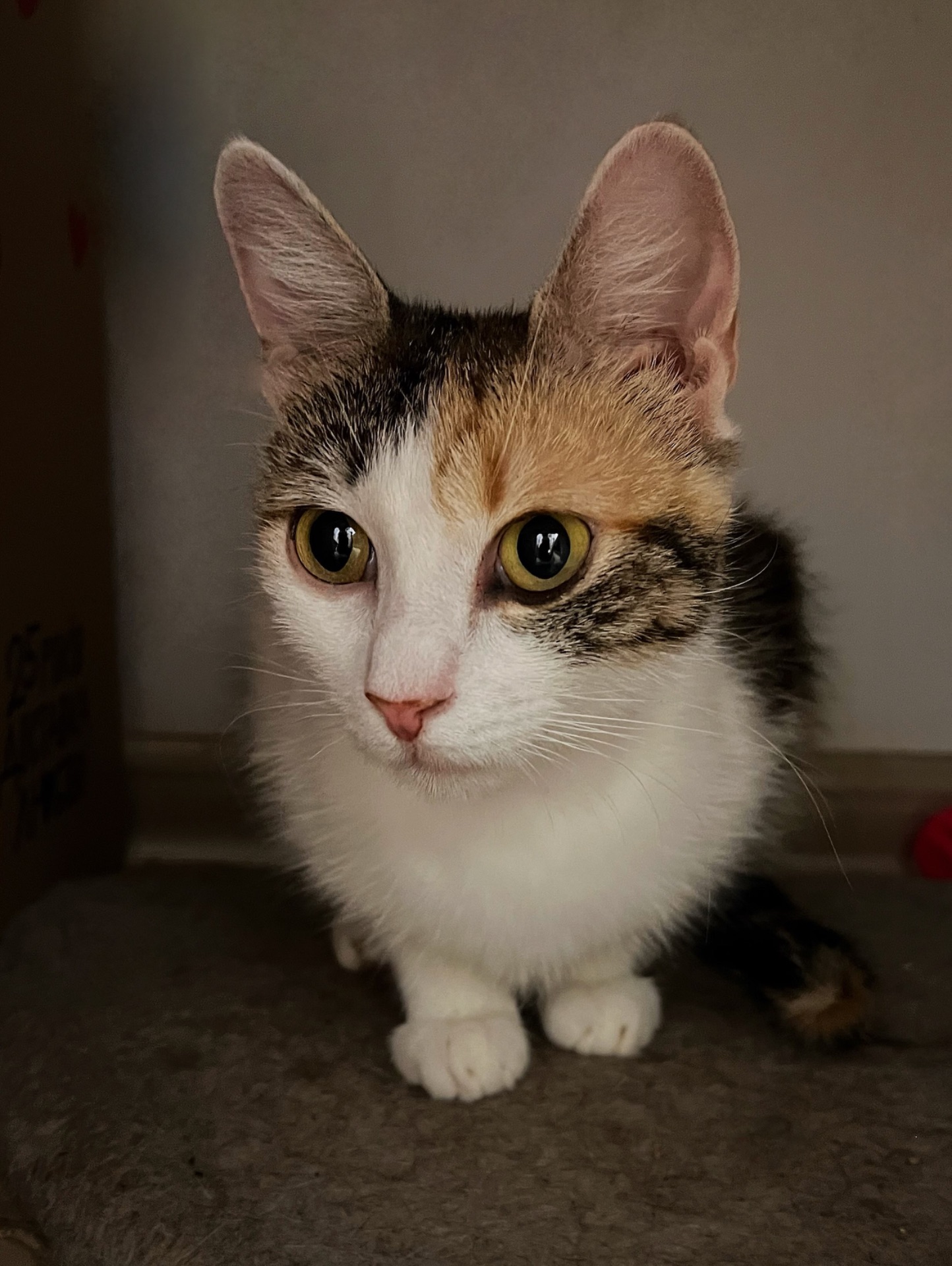 Молода мама Тесс шукає дім 🐈