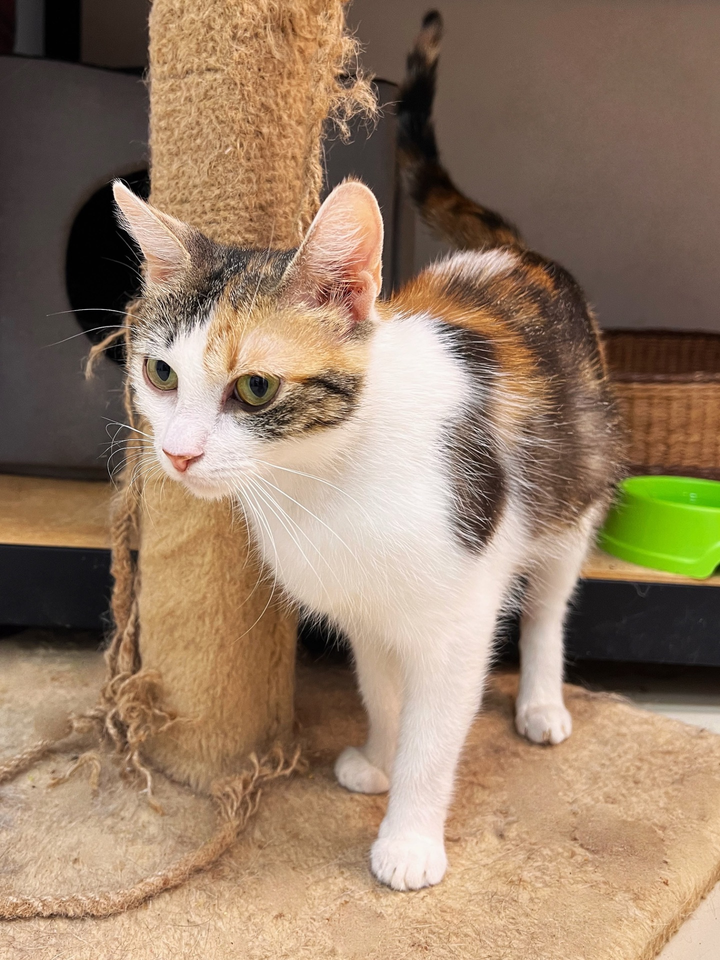 Молода мама Тесс шукає дім 🐈