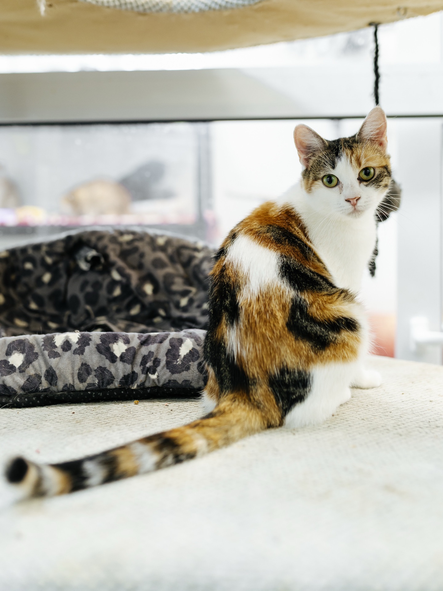 Молода мама Тесс шукає дім 🐈