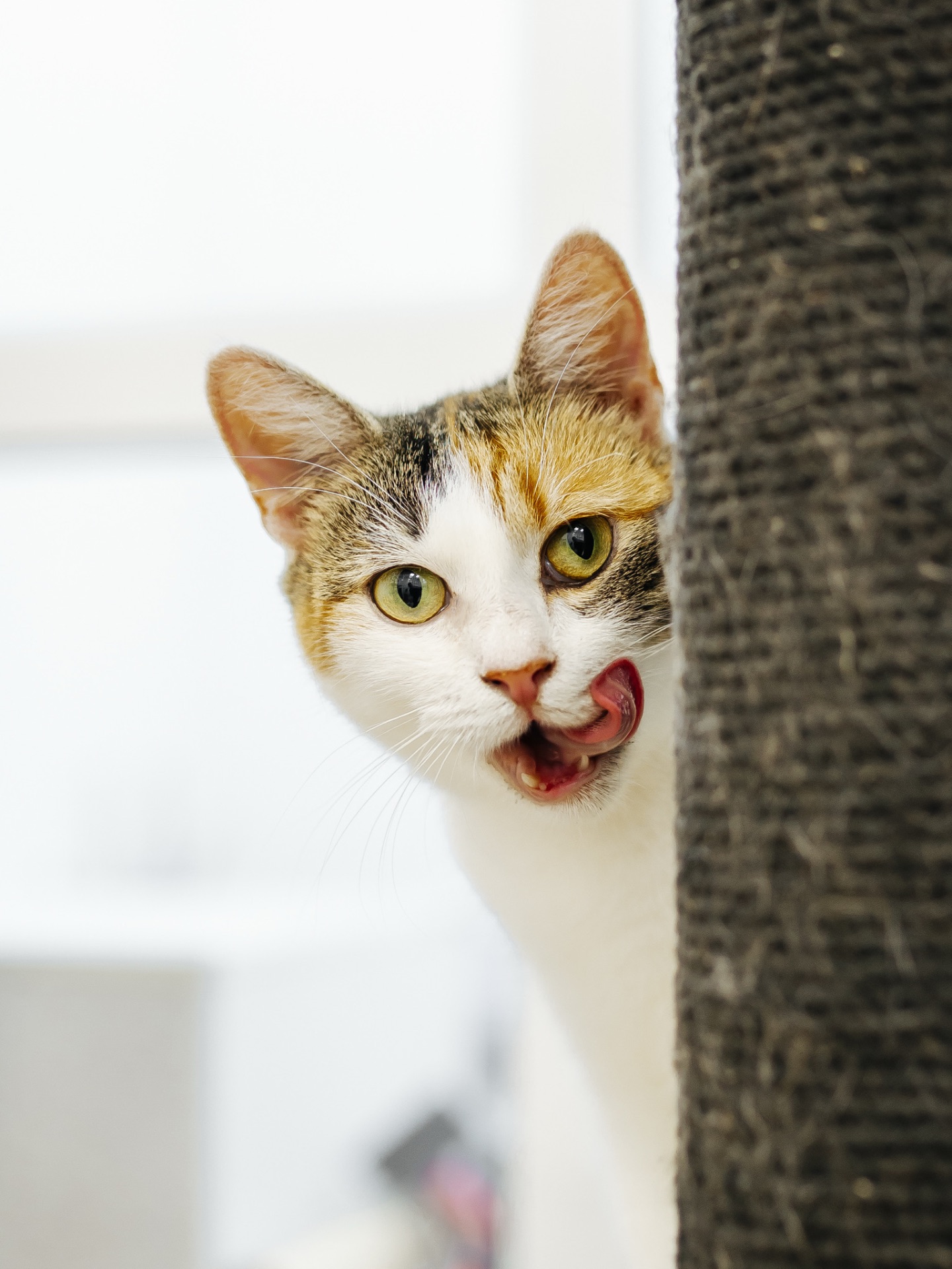 Молода мама Тесс шукає дім 🐈